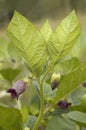 Deadly Nightshade Royalty Free Stock Photo