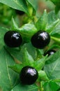 Deadly Nightshade (Atropa belladonna), berries and flowers Royalty Free Stock Photo