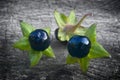 Deadly Nightshade (Atropa belladonna), berries Royalty Free Stock Photo