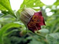 Deadly Nightshade, belladonna blossom,