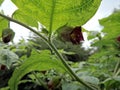 Deadly Nightshade, belladonna blossom,