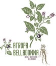 Atropa belladonna plant silhouette in color image vector illustration