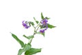 Deadly Nightshade flowers Isolated on white. berries are poisonous and used for treatment in alternative medicine