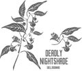 Deadly Nightshade plant silhouette vector illustration Royalty Free Stock Photo