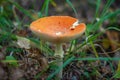 Deadly orange Amanita Muscaria mushroom. Poisonous medical fungi Royalty Free Stock Photo