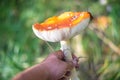 Deadly red Amanita Muscaria mushroom. Poisonous medical fungi in the hand Royalty Free Stock Photo