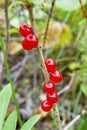 Deadly poisonous berry