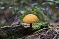 Deadly poisonous mushroom Galerina marginata in the floodplain forest. Known as funeral bell, deadly skullcap or deadly Royalty Free Stock Photo