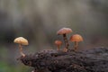 Deadly poisonous mushroom Galerina marginata on the wood.