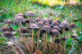 Deadly poisonous mushrooms Galerina marginata grow in autumn forest