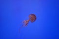 Deadly Red Jellyfish In Deep Blue Water Royalty Free Stock Photo