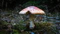 Deadly red toadstool growing in moody grautumn forests