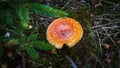 Deadly red toadstool growing in moody grautumn forests