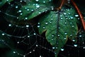 Deadly Spider poison web water drops. Generate Ai