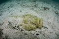 Deadly Stonefish Covered with Algae Under Sand Royalty Free Stock Photo