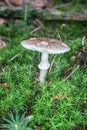 Deadly toadstool in the moss Royalty Free Stock Photo