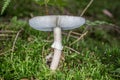 Deadly toadstool in the moss Royalty Free Stock Photo
