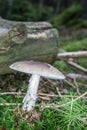 Deadly toadstool in the moss Royalty Free Stock Photo