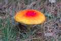 Deadly toxic poison mushroom orange red fly-agaric blusher in ac