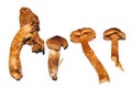 Deadly webcap Cortinarius rubellus orrelanine toxic mushroom