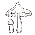 Deadly Webcap inedible mushroom in line art style. Poisonous Cortinarius rubellus black and white vector sketch