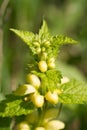 Deadnettle blooming closeup outdoors.