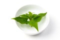 Deadnettle in bowl