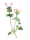 Deadnettle or Lamium amplexicaule, commonly known as common henbit, or greater henbit. Antique hand drawn field flowers illustrati