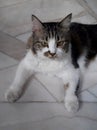 Deadpan Longhair Cat With Dirty Paws Laying Down On Marbled Tile