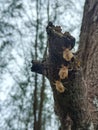 A deadskin of a three bugs and bokeh tree Royalty Free Stock Photo