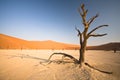 Deadvlei Royalty Free Stock Photo