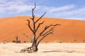 Deadvlei clay pan with dead camel thorn tree in silhouette and red sand dune in the background Royalty Free Stock Photo