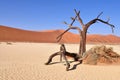 Deadvlei,Namib desert