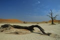 Deadvlei (Namib desert) Royalty Free Stock Photo