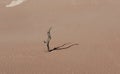 Dead camelthorn tree in Deadvlei, Namib Desert Royalty Free Stock Photo