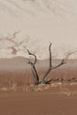 Famous camelthorn trees of Deadvlei, Namib Desert Royalty Free Stock Photo