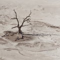 Deadvlei, Namib Desert Royalty Free Stock Photo