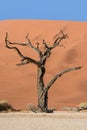 Deadvlei Tree Royalty Free Stock Photo