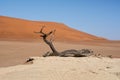 Deadvlei Tree Royalty Free Stock Photo