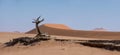 Deadvlei Tree Royalty Free Stock Photo