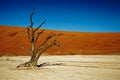 Deadvlei Namibia dead trees, close up of one tree Royalty Free Stock Photo