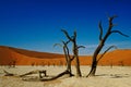 Deadvlei Namibia dead trees, vivid colours Royalty Free Stock Photo