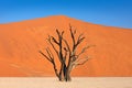 Deadvlei, orange dune with old acacia tree. African landscape from Sossusvlei, Namib desert, Namibia, Southern Africa. Red sand, Royalty Free Stock Photo