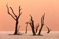 Deadvlei, orange dune with old acacia tree. African landscape from Sossusvlei, Namib desert, Namibia, Southern Africa. Red sand, Royalty Free Stock Photo