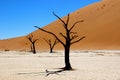 Deadvlei sossusvlei Namibia Royalty Free Stock Photo