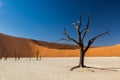 Deadvlei Tree