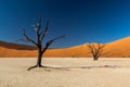 Deadvlei Tree Royalty Free Stock Photo