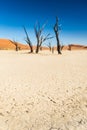 Deadvlei Tree Royalty Free Stock Photo