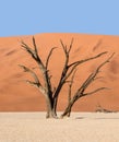 Deadvlei Tree Royalty Free Stock Photo