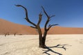 Deadvlei tree in Namibia Royalty Free Stock Photo